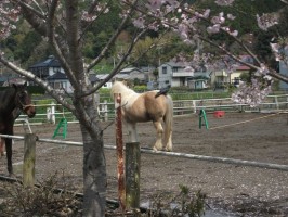 ぬけかわり