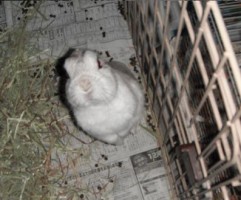 あけましておめでとうございます あけましておめでとうございます