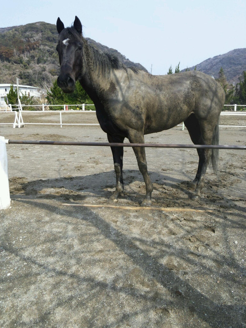 砂浴び 伊豆下田乗馬クラブ