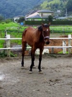 雨上がりのファルカ