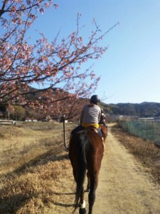 田園桜開花状況