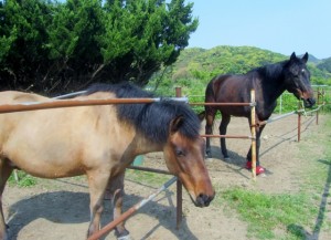 嶺宝とアンディー