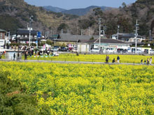 菜の花結婚式