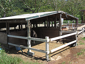 ミニチュアホースの小屋