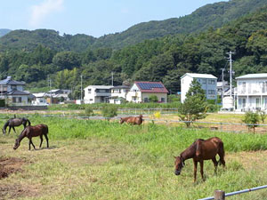 放牧場