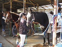 馬の飾り付け