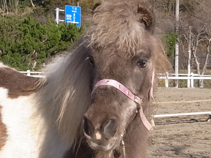プリン (March, 2014)